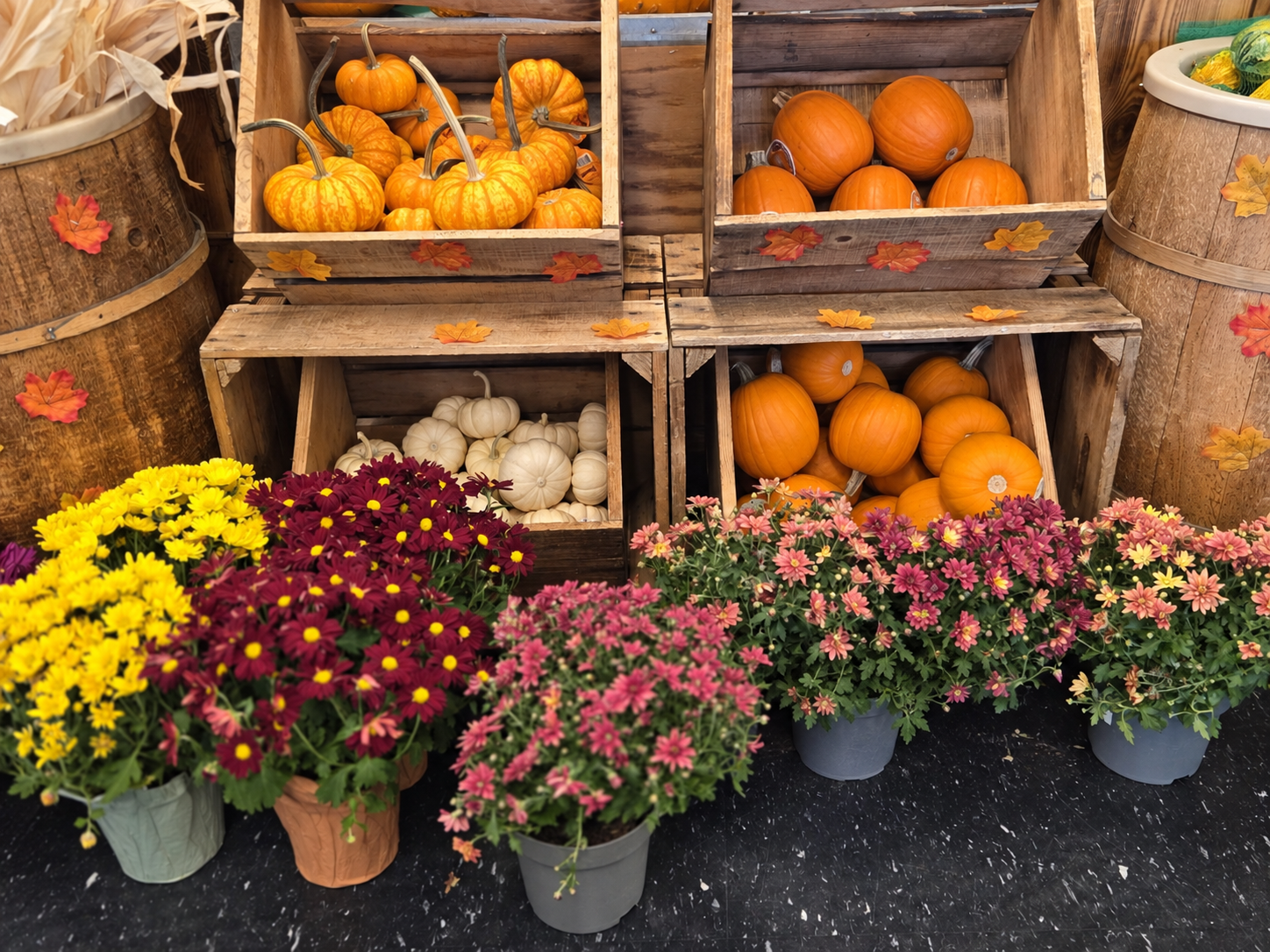 Colorful seasonal mums arranged with pumpkins in a warm fall display